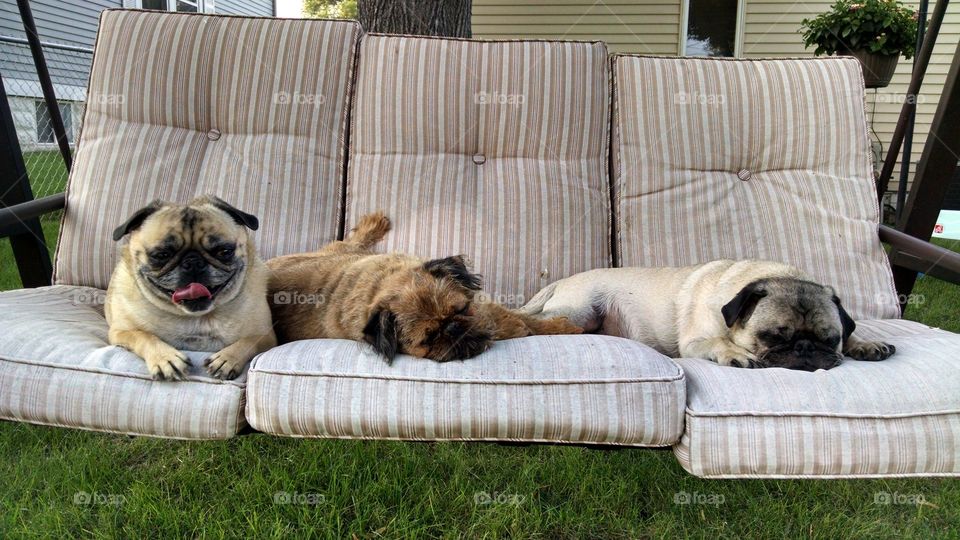 Lounging Pugs and a Griffon. Two pugs and a griffon lounging on a swing.