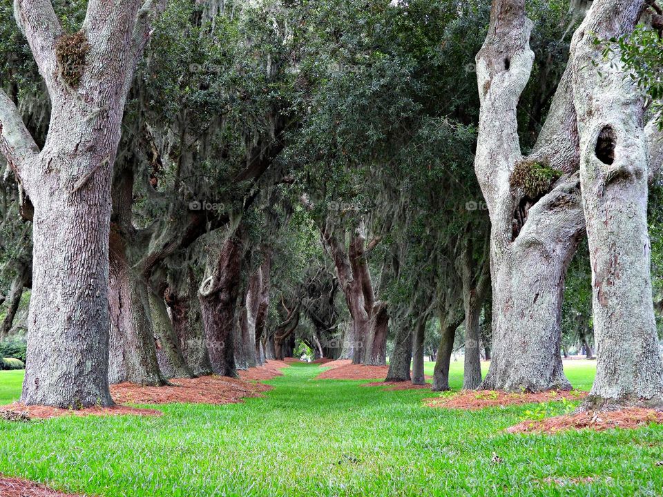 Giant Oaks - The trees were the towers of the forest. We looked up and the trees were skyscraper tall.. We were in awe of the size and majesty of the trees. The Beauty of the forest comforted our hearts.