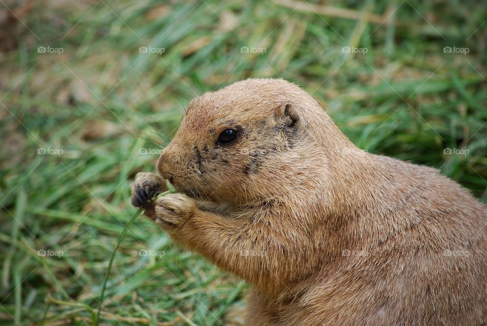 Prairiedog