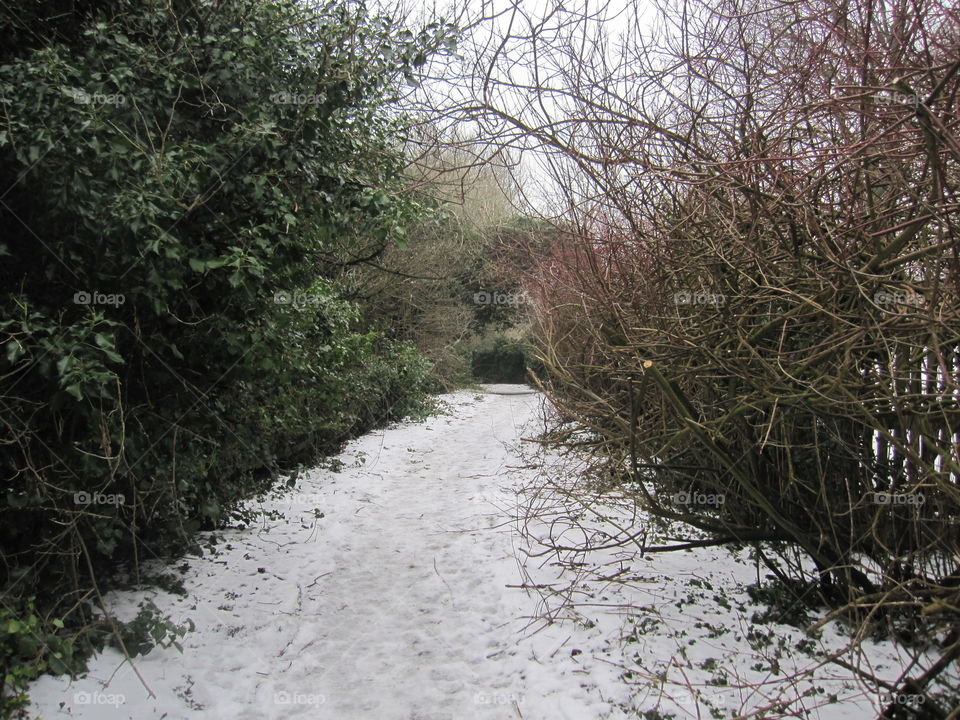 Snowey Path