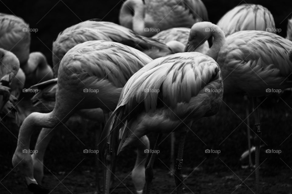 monochrome of flamingos