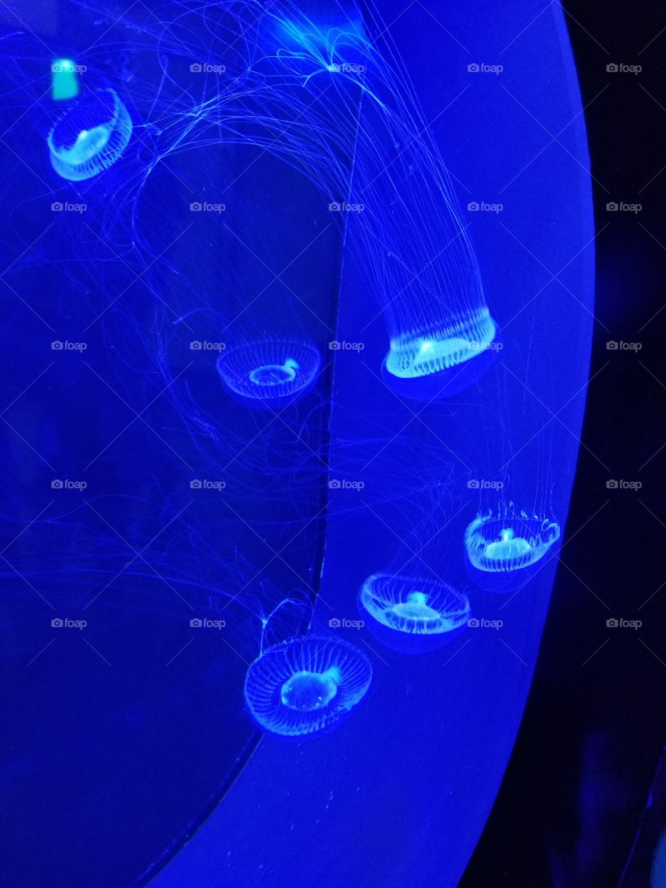 Jellyfish Can Make for a Great Nightlight