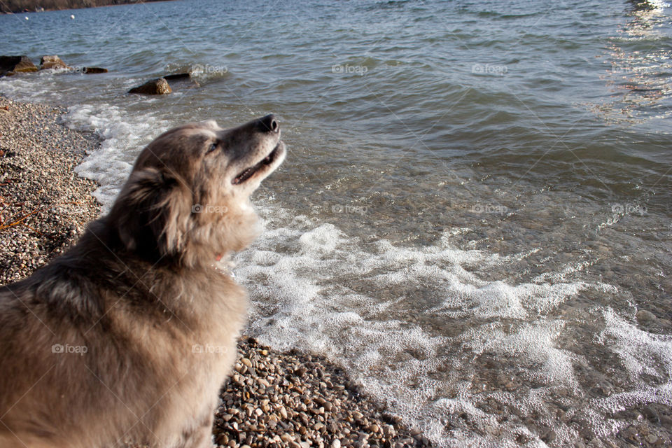 Dog at beach