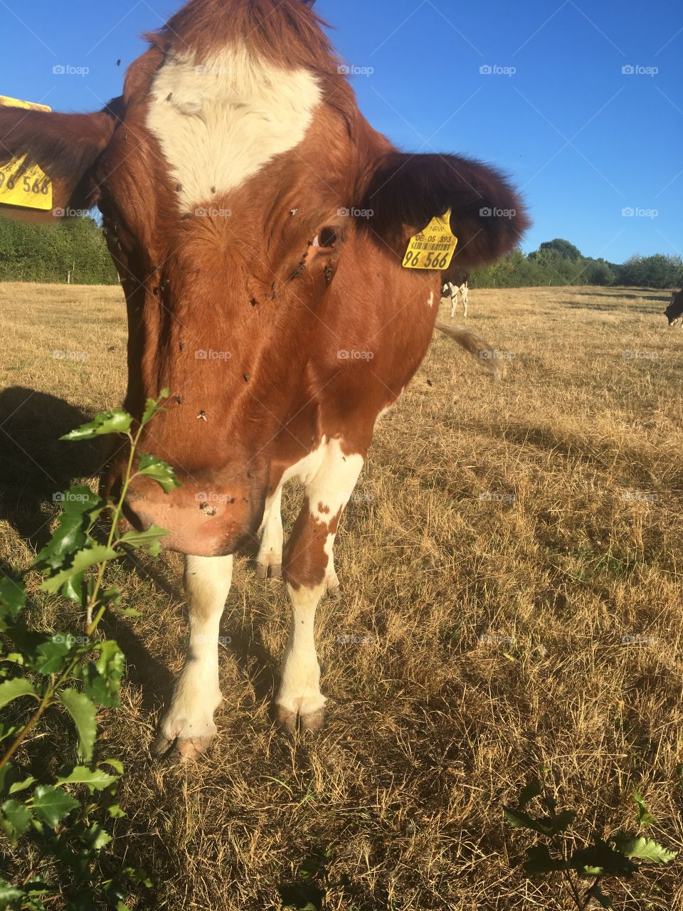 Cow on the Summer pasture 