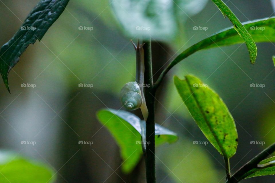 Small tree's Leaf