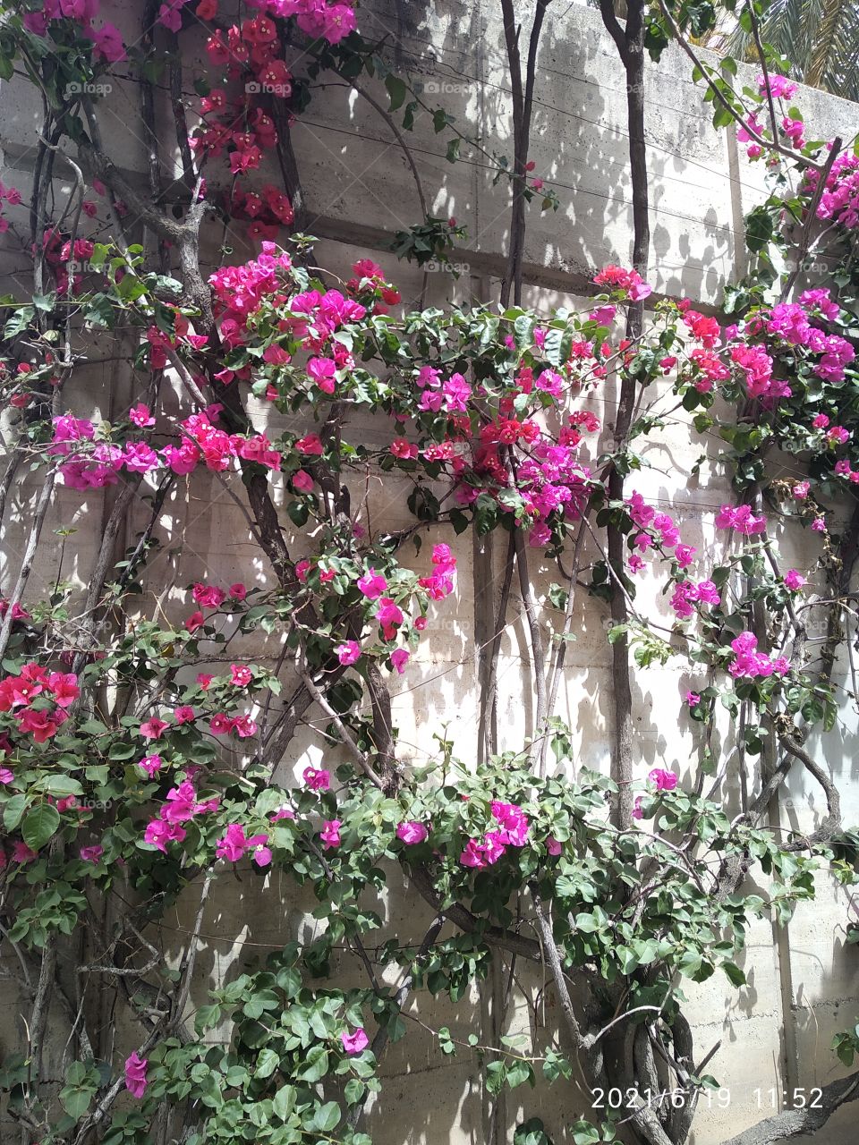 Muro del parque con variedad de trinitarias