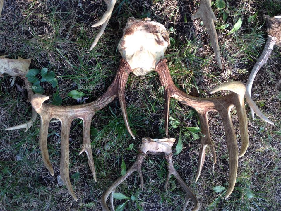 skull deer stag antlers by leanderthal