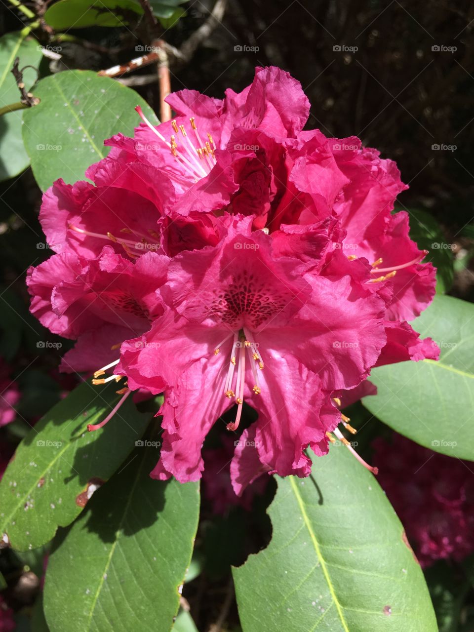 Rhododendron in sunlight 