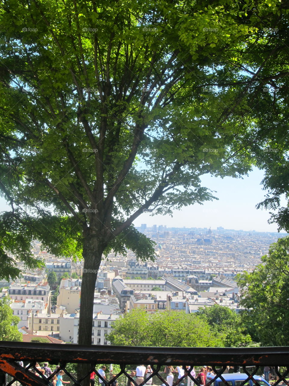 Tree, Park, Landscape, Environment, Travel