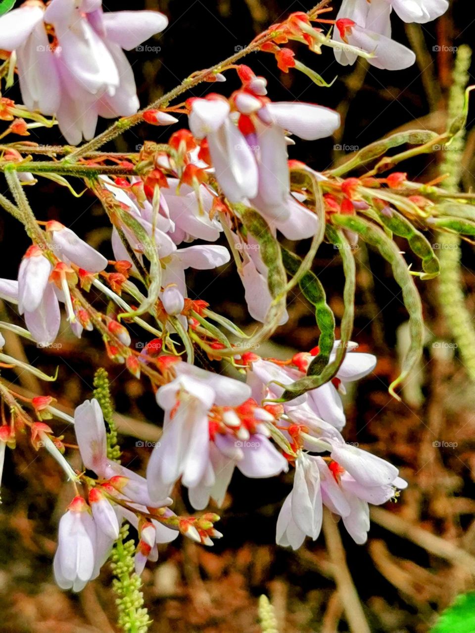 wildlife beautiful flowers