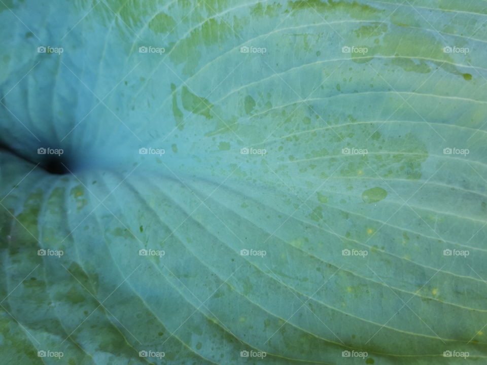 Extreme close-up of leaf