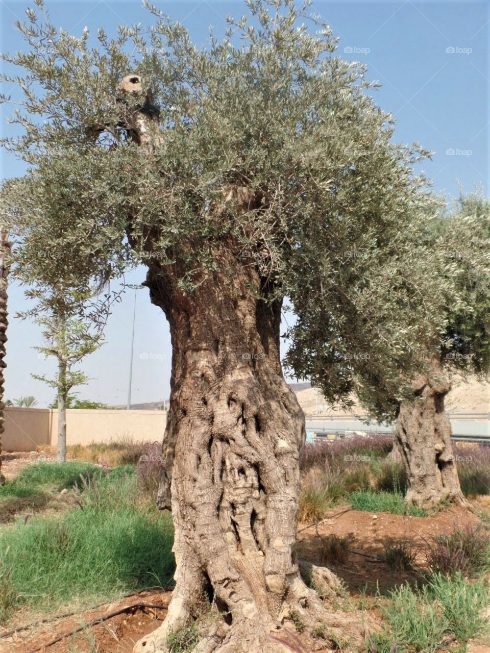 Jordan tree