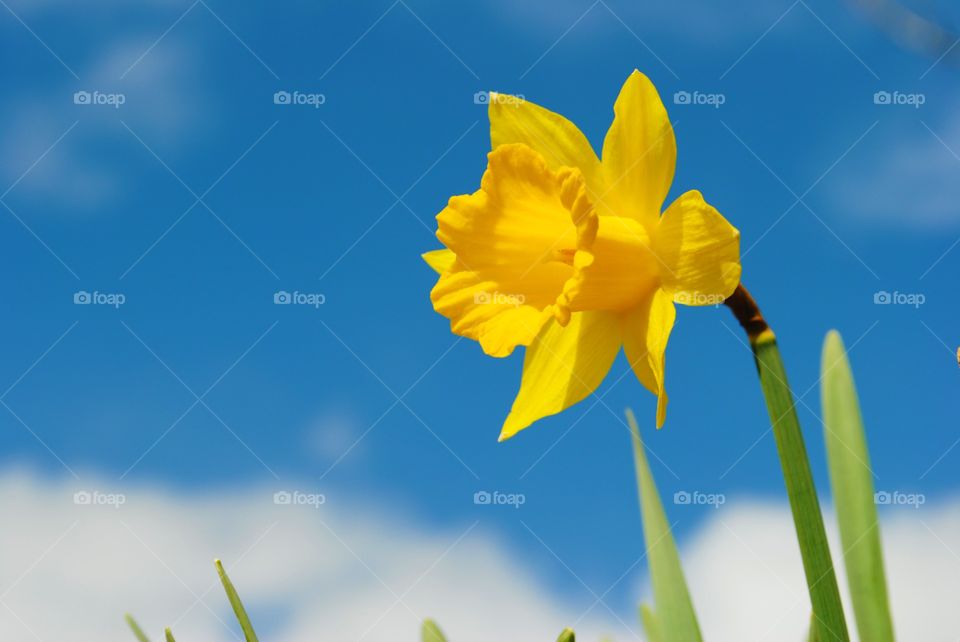 Yellow daffodils against a blue sky in wales