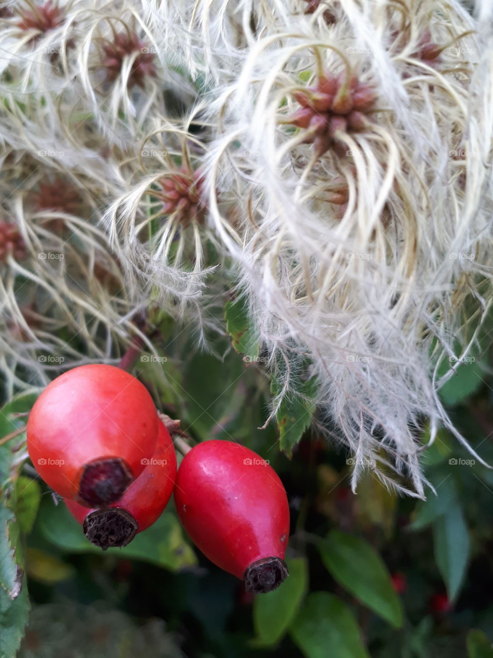 Nature, No Person, Flora, Leaf, Garden