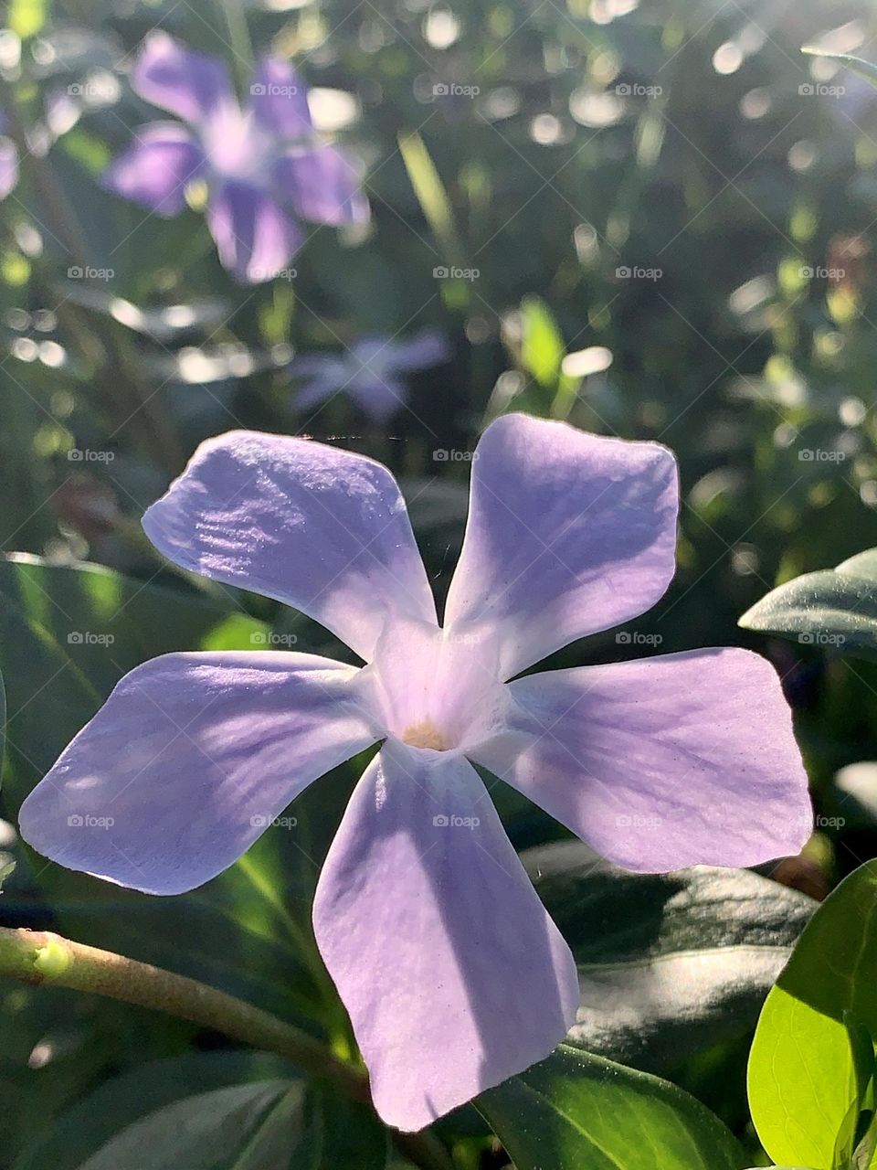 Pale purple periwinkle flowers in the late afternoon sun