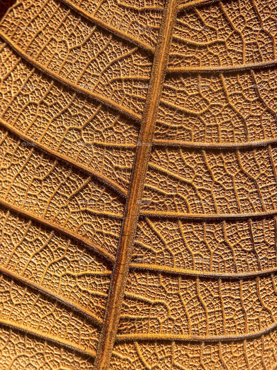 A back of a dried leaf texture in close up view 