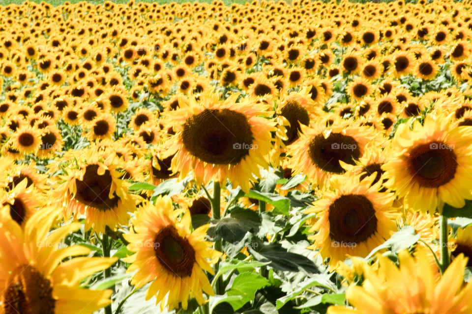 Sunflower, Flora, Flower, Nature, Summer