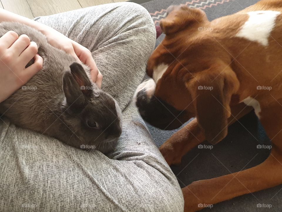 Meeting Boxer a Rabbit