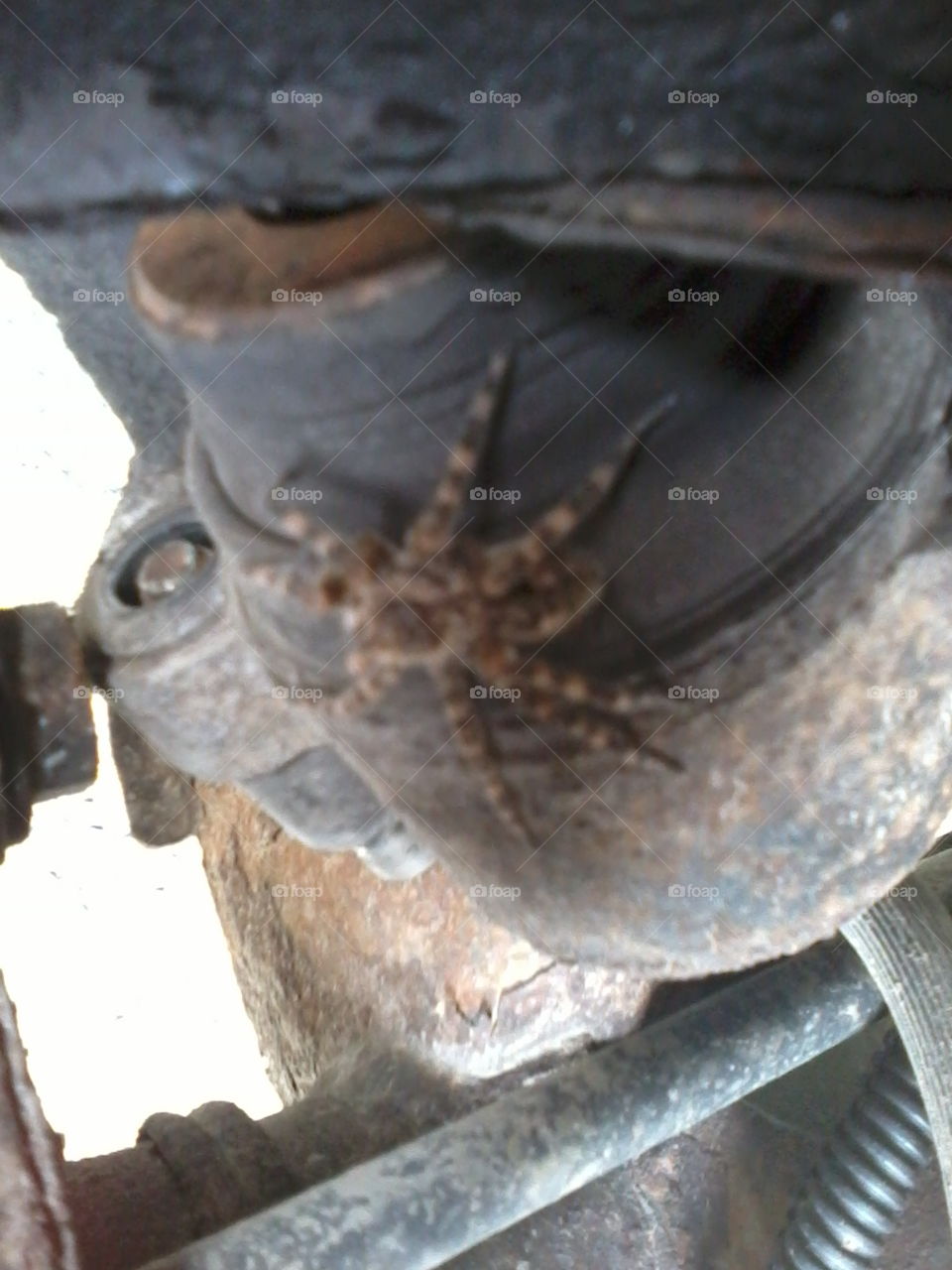 giant spider. hubby was fixing the jeep and found this been there for awhile