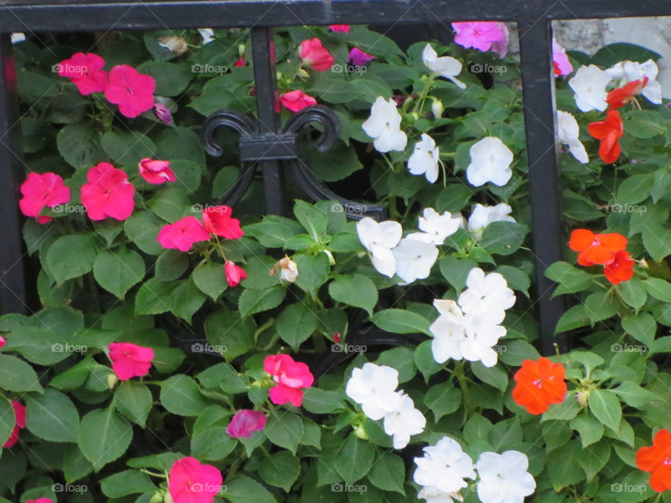 Small garden park with three colors of flower variety. Here flower is imprisoned by ironbars. The flowerist respect to flower and ironbars punish to flower ..