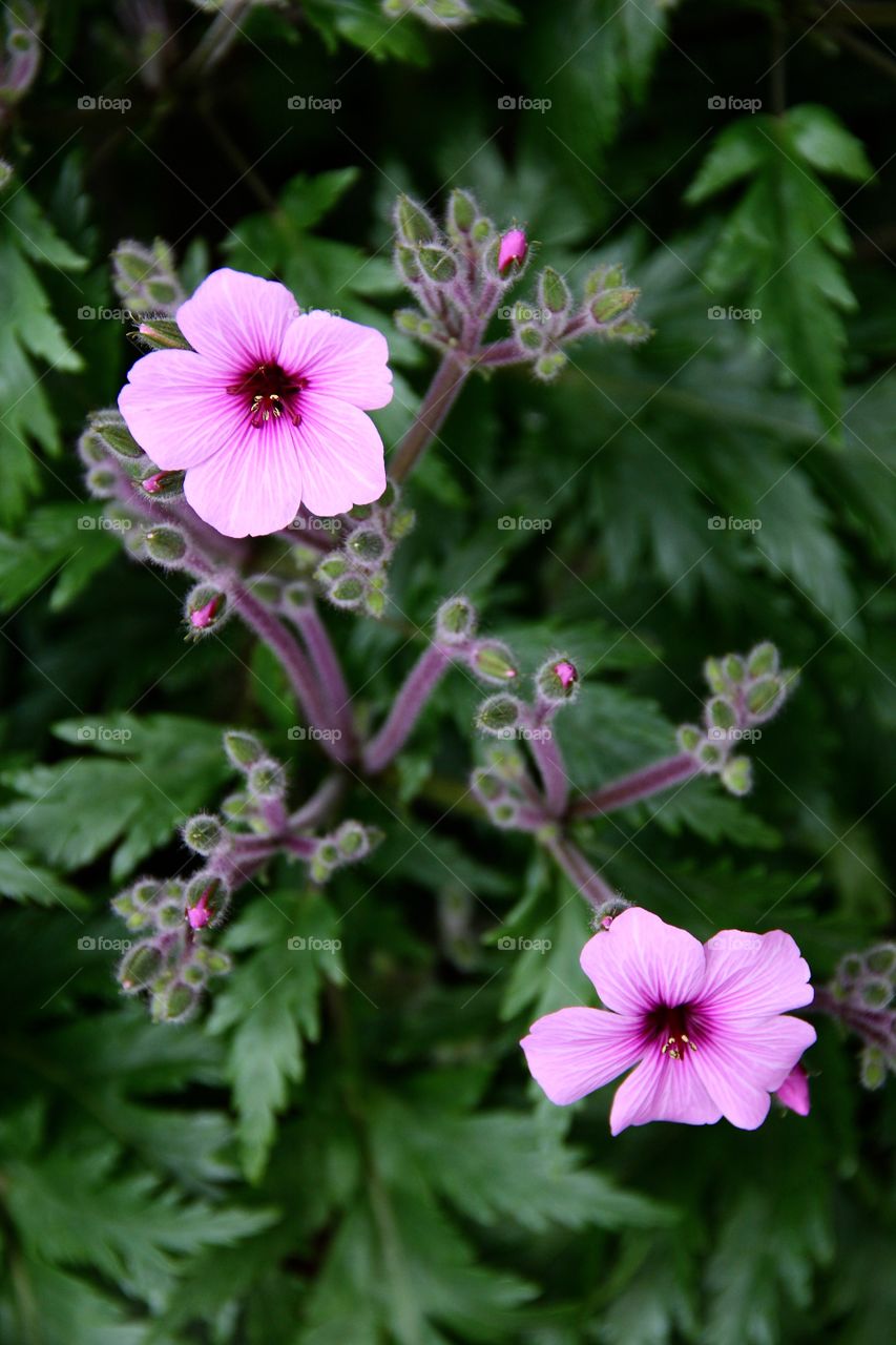 Pink flowers 