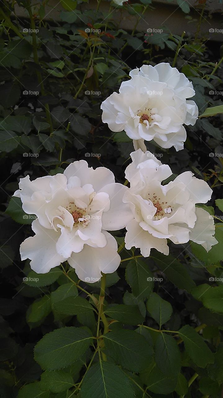 3 white flowers. In my neighborhood