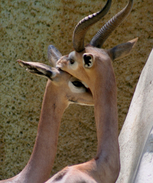 animal love protection antelope by mmcook