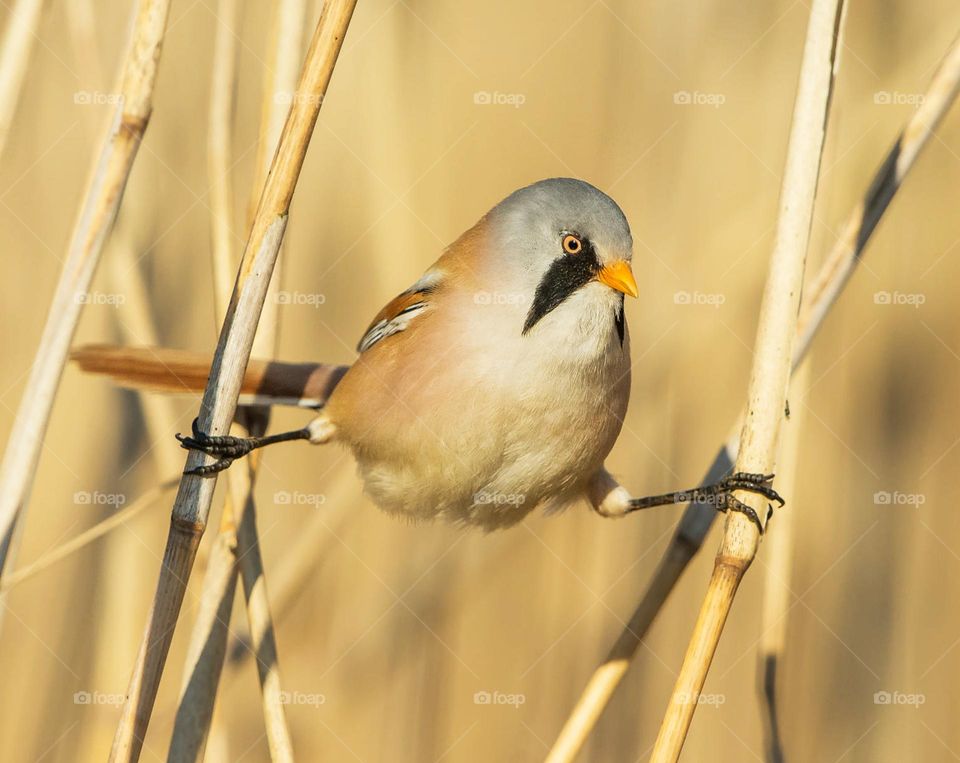 Lithuania wildlife pictures