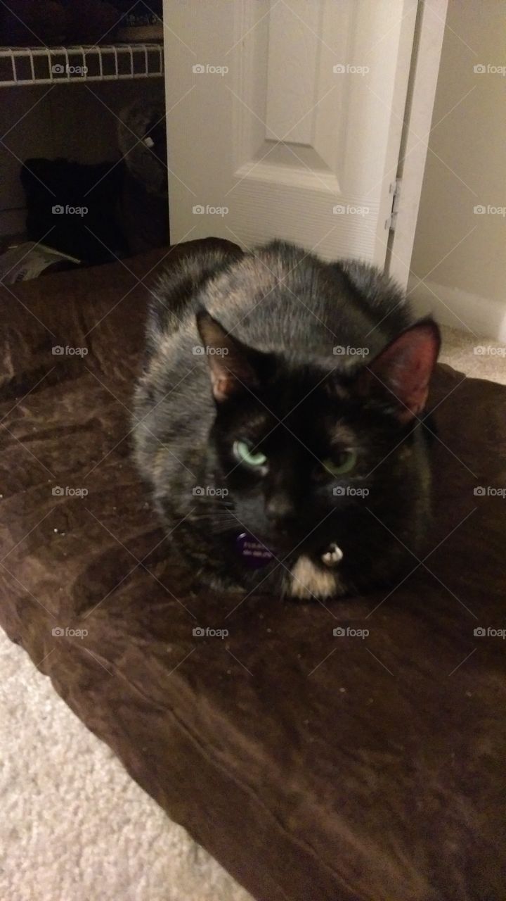 Cat loaf two