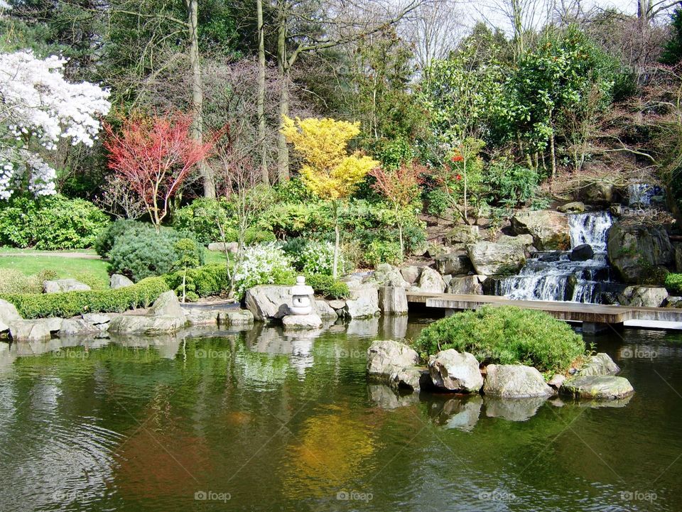 Japanese garden in holland park ,London