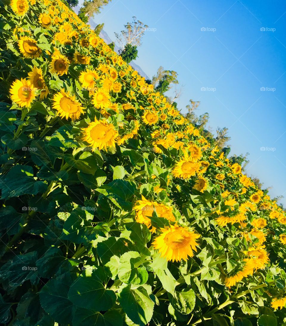 Sunflower field