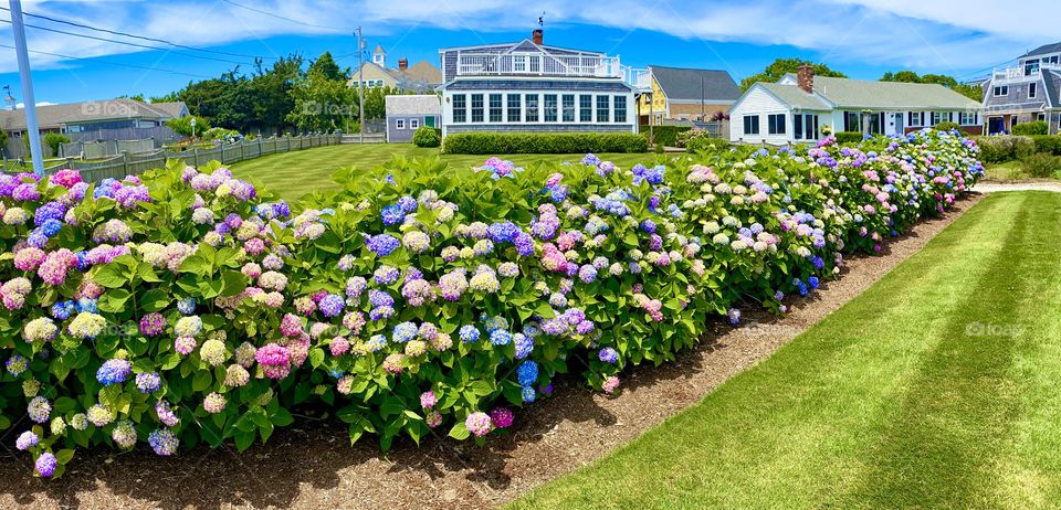 Rainbow of hydrangeas, Cape Cod, June 2021
