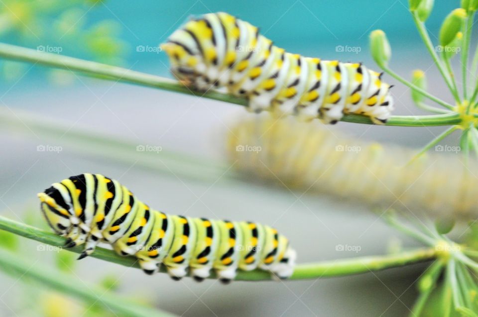 Two caterpillar on flower stem