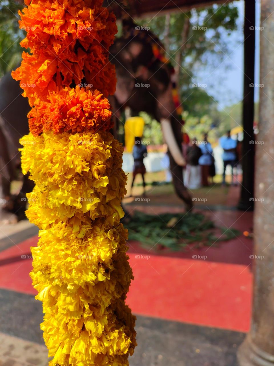 Indian Festivals, Focus on the orange yellow flower garland and blurred elephant on the back