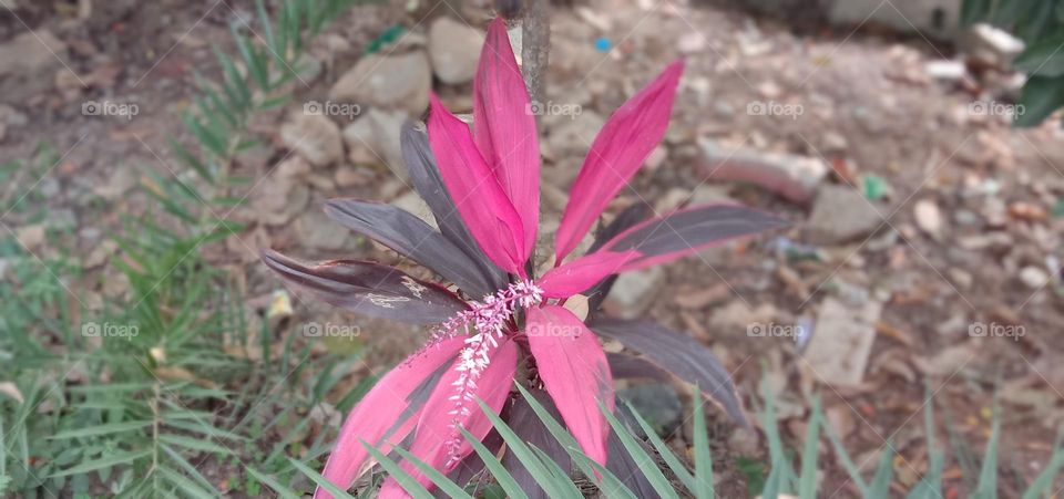 pink colour leaves 🍁