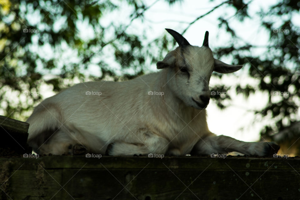relaxing goat. relaxing goat