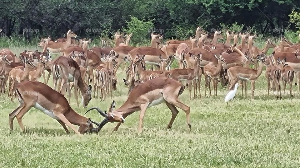 impalas locking horns,still at it.