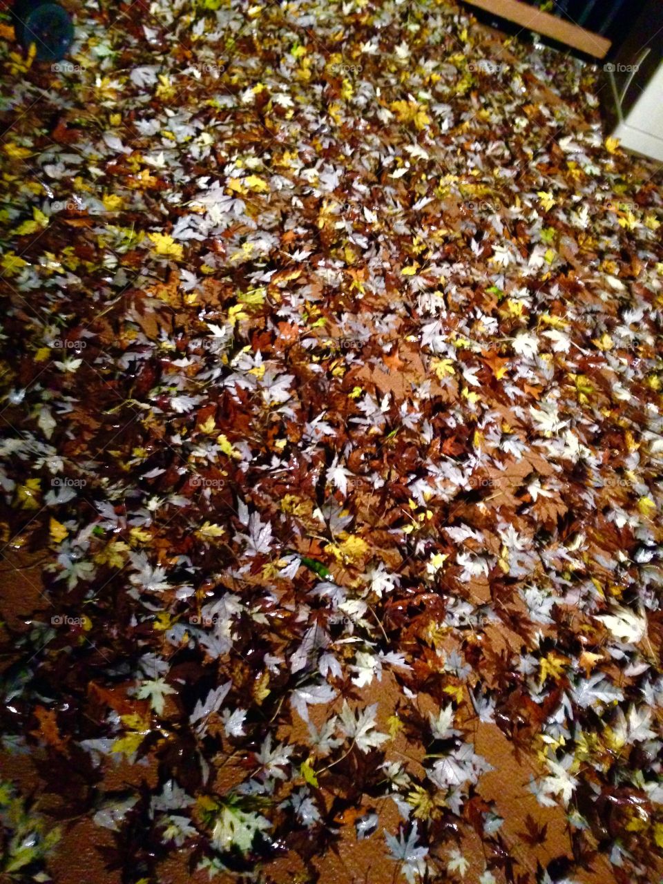 Fallen leaves