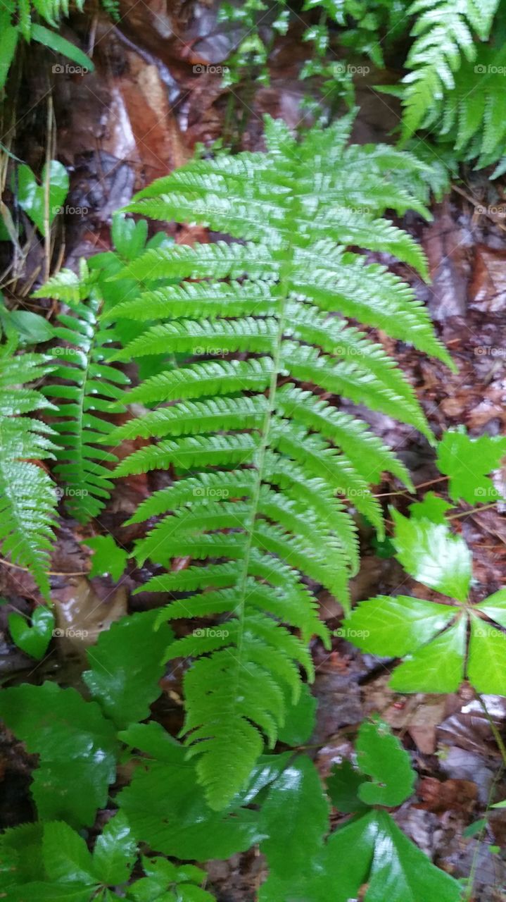 Wet Fern of North Carolina  trails