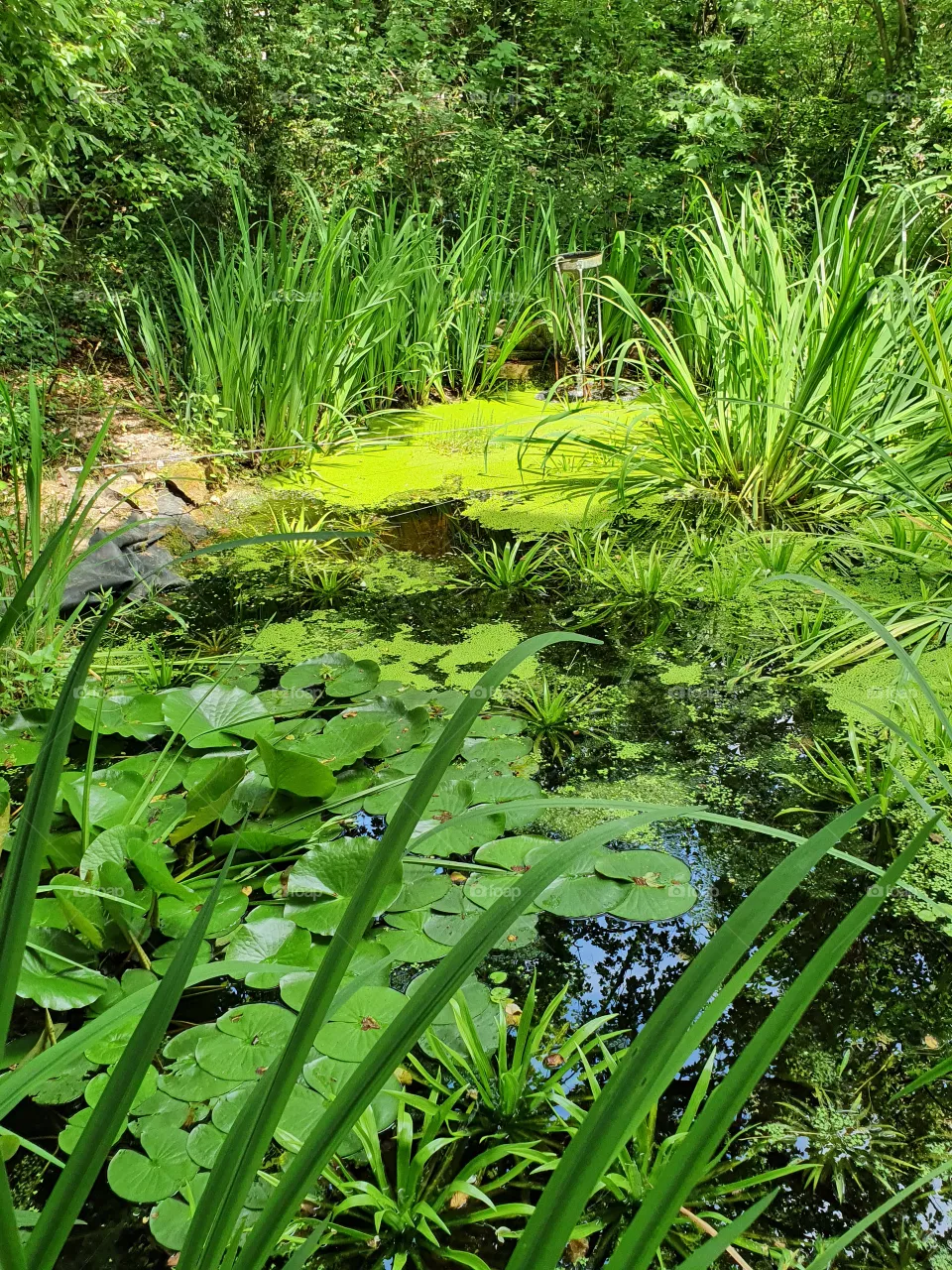 oasis of pease