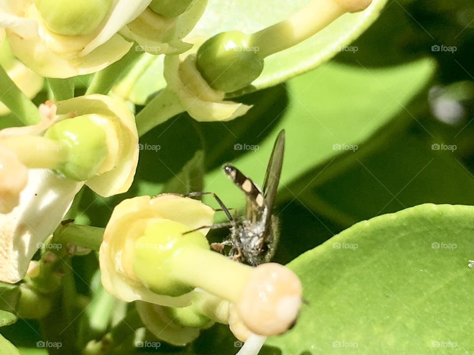 Back end of an Australian black and orange banded bee as it burrows deep into the centre of a white orange tree blossom