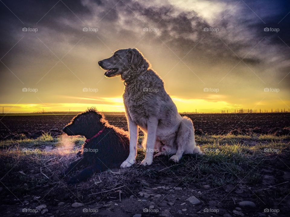 dogs in front of a sunset.