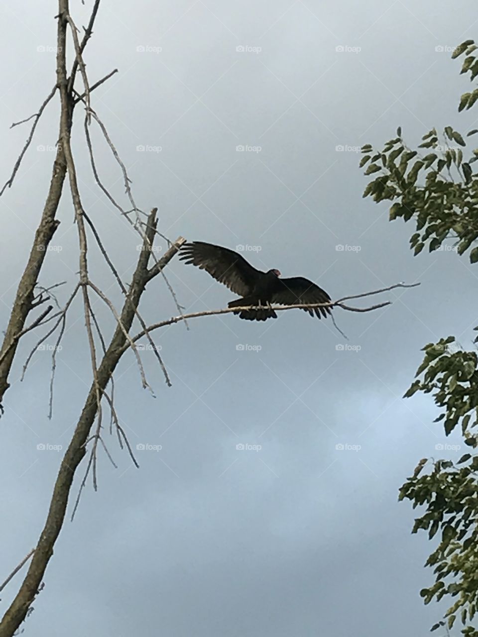 Turkey vulture up in a dead tree