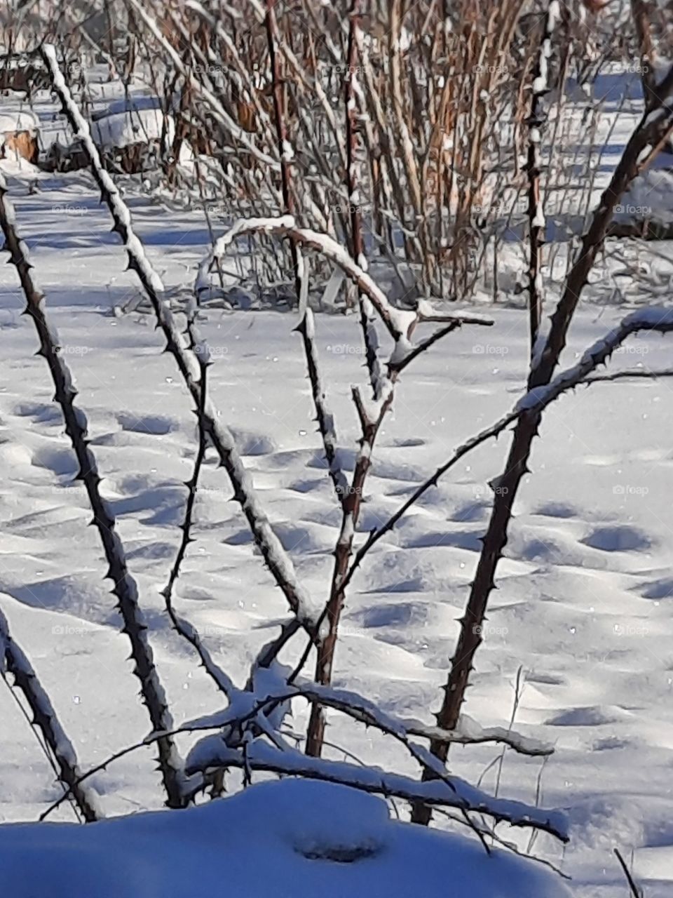 winter garden after snowfall  - fresh snow on sunlit thorny shoots of wild rose