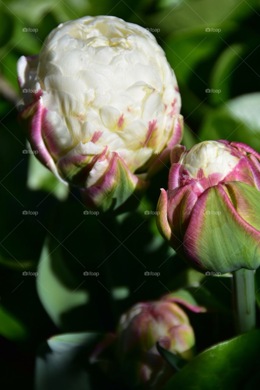 Tulip Ice Cream