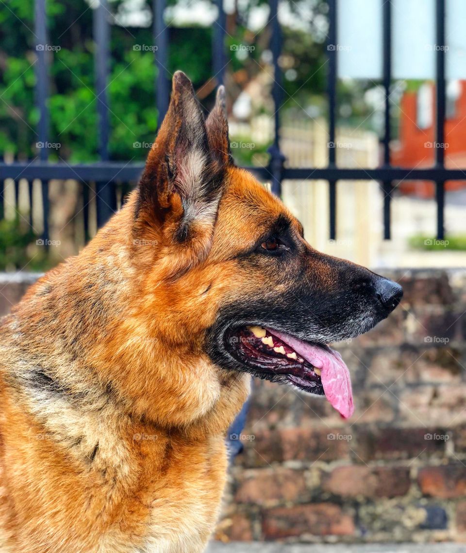 My beautiful Holly - German Shepherd 
