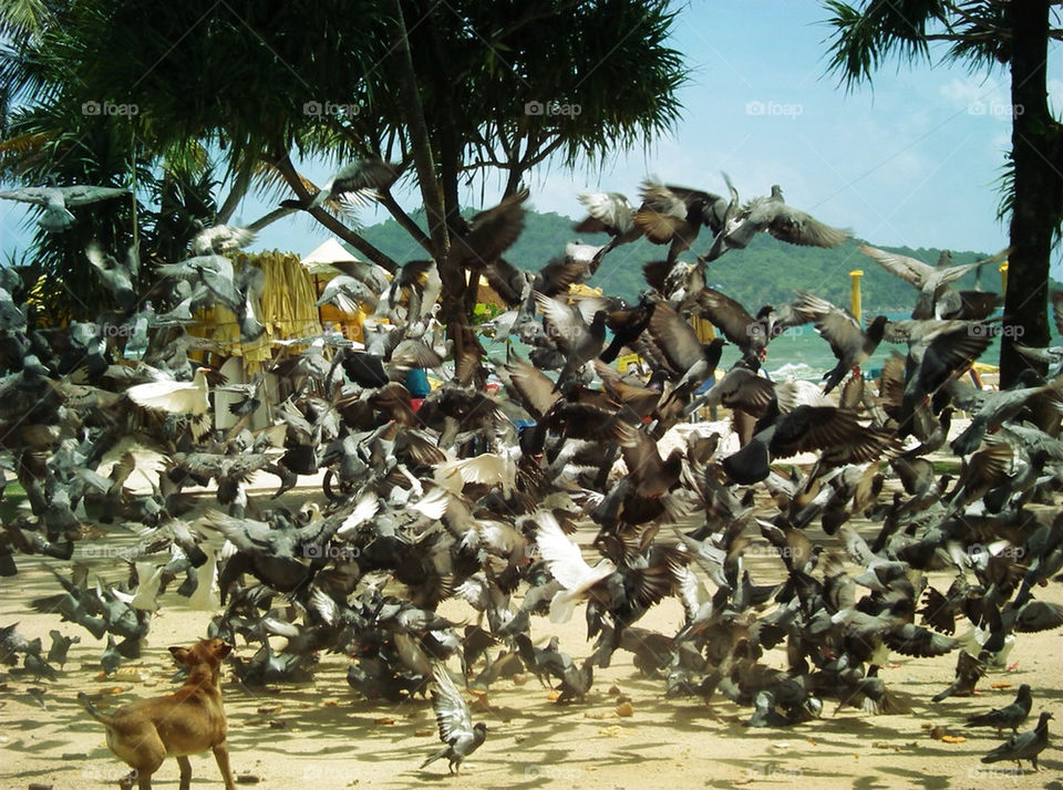 Doves with dog at Phuket Thailand