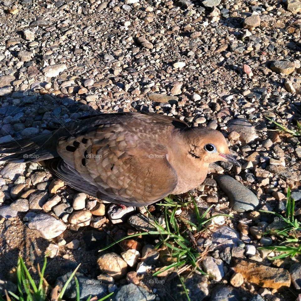 Morning dove 
