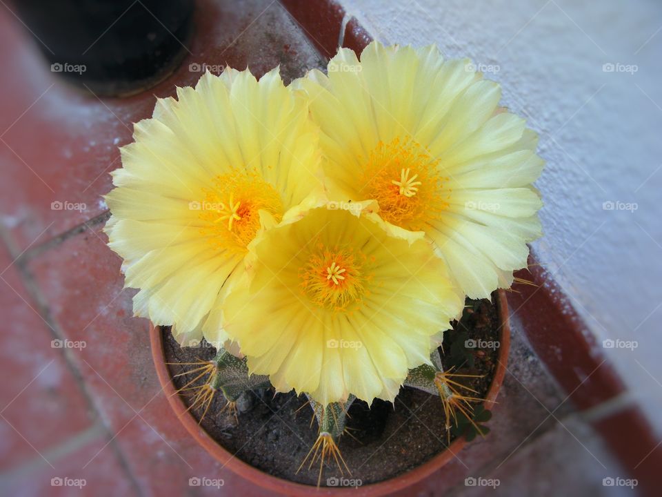 A small succulent plant with three large yellow flowers