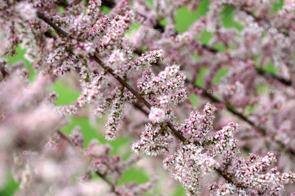 Blooming rose tree Tamarix